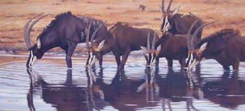 Sable Antelope, oil on linen 27 x 60