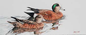 American Widgeon Pair, colored pencil 8 x 20.5