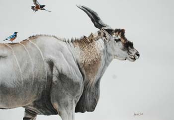 Eland and Superb Starling, colored pencil, 20 x 26, private 