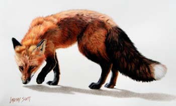 Following the Scent, colored pencil 8 x 13