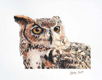 Great Horned Owl, colored pencil 10 x 13