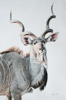 Greater Kudu Bull, colored pencil, 30 x 20, private collecti