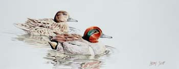 Green winged Teal, colored pencil, 8 x 20.5
