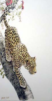 Leopard Descending , colored pencil, 20 x 11, private collec