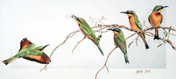 Little Bee-eaters, colored pencil, 10.5 x 22.5, private coll