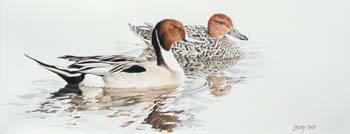 Pintails, colored pencil, 8 x 20.5