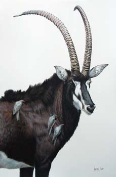 Sable Antelope, colored pencil, 30 x 20, private collection