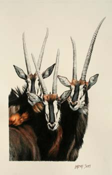 Sable Trio.colored pencil 15 x 11,  private collection, Wyom