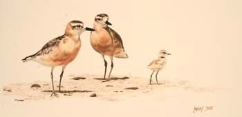 Tuturiwhatu, New Zealand Dotterel, colored pencil 9 x 18, pr