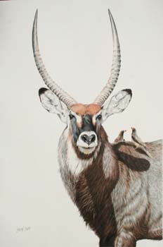 Waterbuck Bull, colored pencil, 30 x 20, private colledtion