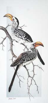 Yellow-billed Hornbill, colored pencil, 22.5 x 10.5, private