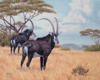 Bushveld Wanderers, oil on linen 20 x 24