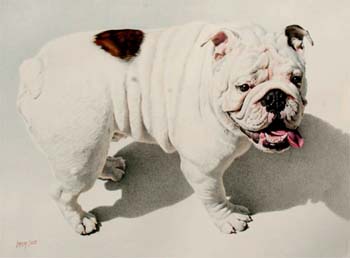 Skynard colored pencil, 22.5 x 30