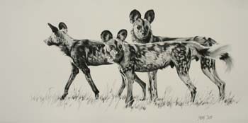 African Wild Dog, pencil 12 x 24, private collection