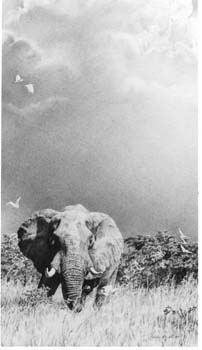 Approaching Storm, pencil,29 x 15, private collection