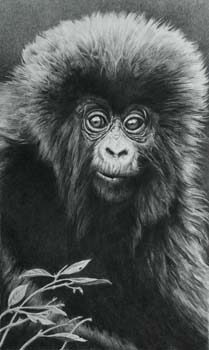 Baby Gorilla, pencil, 17.5 x 11.5, private collection