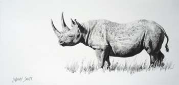 Black Rhino, pencil 9 x 18