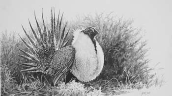 Early Morning, Sage Grouse, pencil 12 x 20