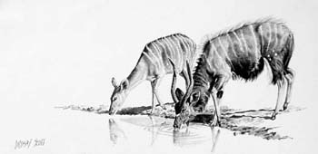 Nyala, pencil, 9 x 18
