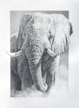 The Wise One, pencil 30 x 22.5, private collection