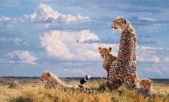 Serengeti Summer