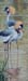 Crowned Crane Pair, oil on linen, 30 x 11, private collectio