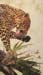 Leopard Orchid. oil on linen 43 x 25 s