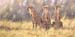 The Savuti Brothers, Lindsay 28 x 56 oil on linen, private c