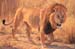 Vagabond, oil on linen, 31 x 50