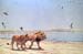 Wanderers, oil on linen,40 x 60, Private collection, Mexico