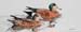 American Widgeon Pair, colored pencil 8 x 20.5