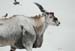 Eland and Superb Starling, colored pencil, 20 x 26, private 