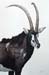 Sable Antelope, colored pencil, 30 x 20, private collection