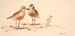 Tuturiwhatu, New Zealand Dotterel, colored pencil 9 x 18, pr
