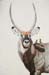 Waterbuck Bull, colored pencil, 30 x 20, private colledtion