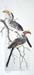 Yellow-billed Hornbill, colored pencil, 22.5 x 10.5, private