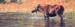 Ripples on the Water oil on linen 12 x 32