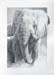 The Wise One, pencil 30 x 22.5, private collection