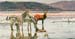 Nakuru's Shore