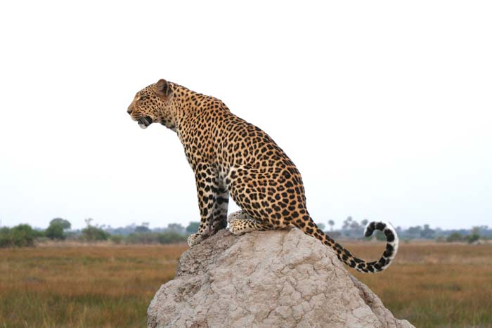 Photographic safaris to Africa, led by Lindsay Scott and Brian McPhun